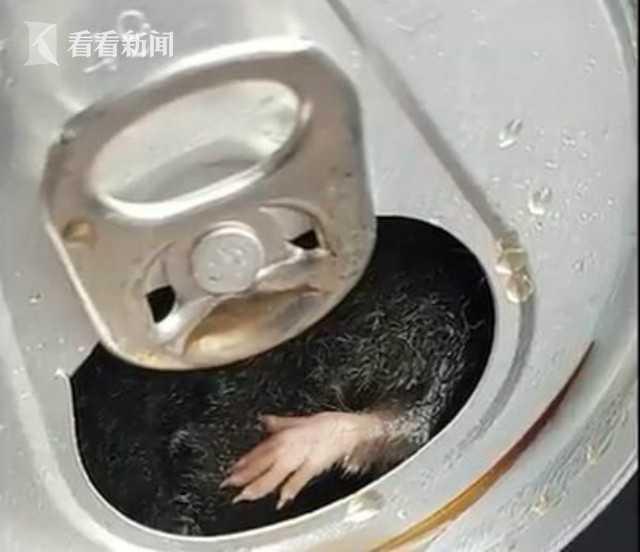 男子将死老鼠放饮料机上被刑拘男子将死老鼠放饮料机上被刑拘，事件解析与反思